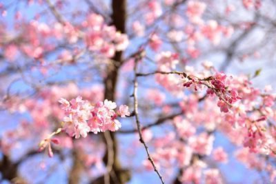 Tokyo and cherry blossoms: when and where to go to admire them