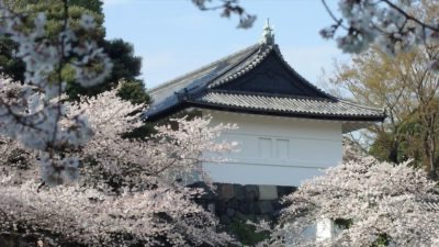 Tóquio e as flores de cerejeira: quando e onde ir para admirá-las
