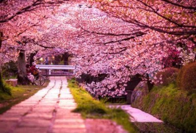 Tokio y los cerezos en flor: cuándo y dónde ir para admirarlos