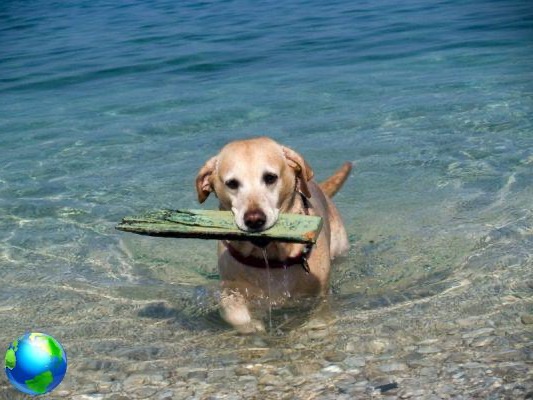 Senigallia: beaches and dog parks
