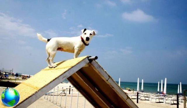 Senigallia: plages et parcs pour chiens
