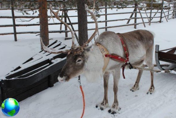 Finlandia en invierno, 10 cosas que hacer