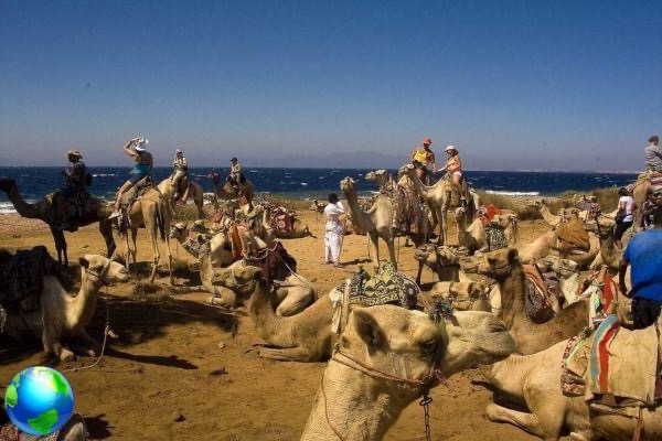 Excursões para fazer em Sharm, aqui estão as dicas