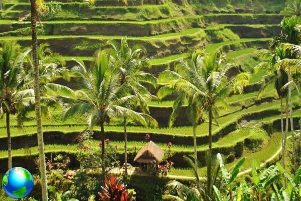 Bali, what to see in Ubud and its surroundings