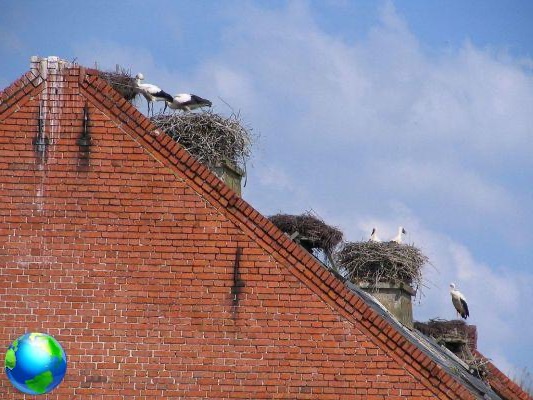 Rühstädt, the city of storks in Germany