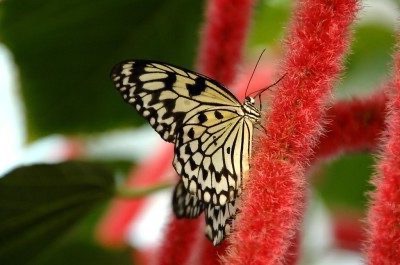 20.000 especies de mariposas en Benalmádena Pueblo, Málaga