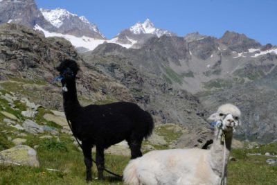 Trekking com alpacas na província de Sondrio