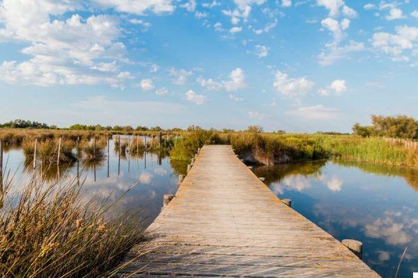 What to see in Camargue