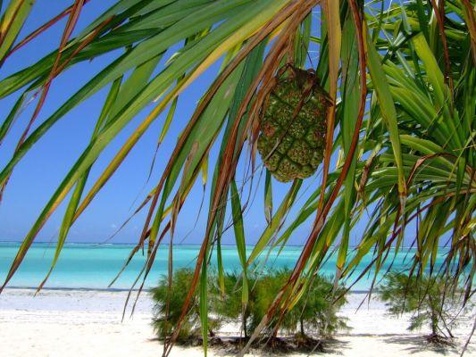 Travel to Zanzibar, the island of happiness: what to see and the most beautiful beaches