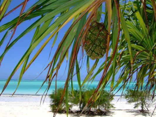 Voyage à Zanzibar, l'île du bonheur : que voir et les plus belles plages