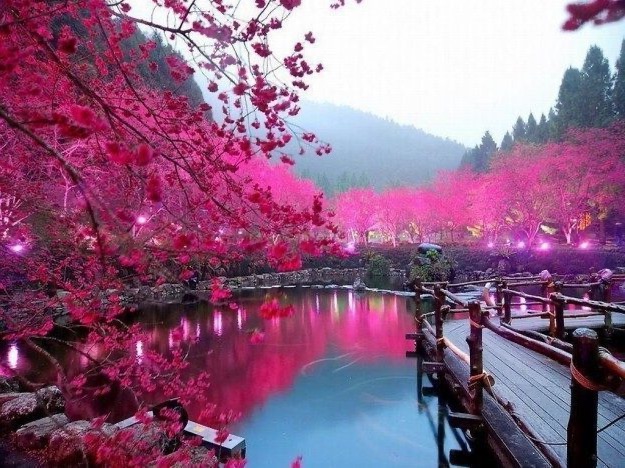 Ofrendas para la primavera: Japón en flor