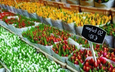 Ámsterdam, 5 lugares para ver tulipanes en mayo