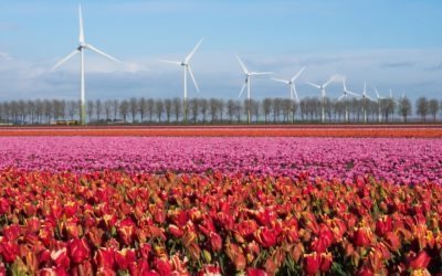 Amsterdam, 5 endroits pour voir des tulipes en mai