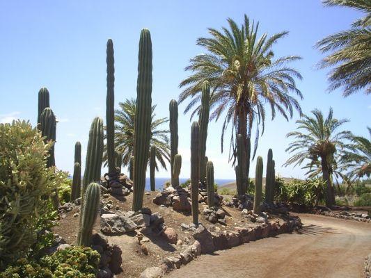 Fuerteventura consejos útiles para tus vacaciones