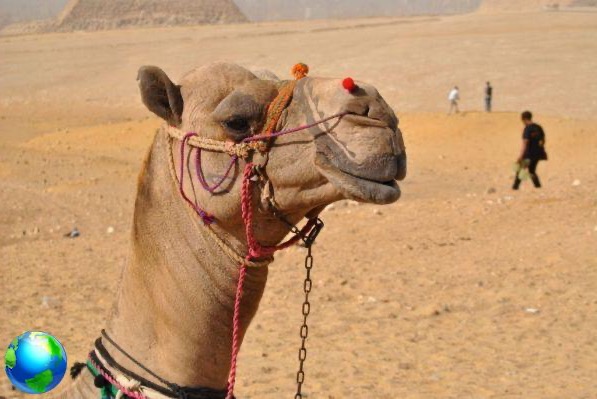 5 coisas para saber antes de ir para o Egito