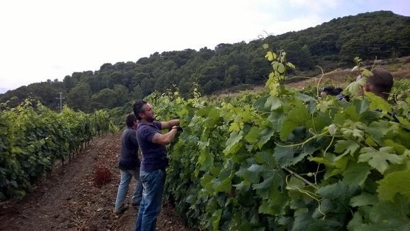 On the island of Gorgona with Frescobaldi wines and prisoners
