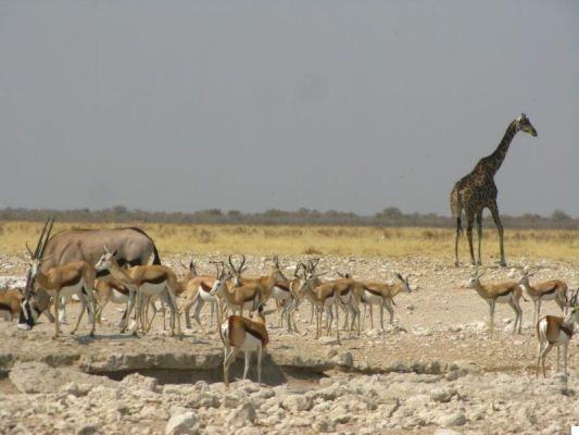Viaje a Namibia: 12 días entre el desierto de Namib y los safaris de Etosha