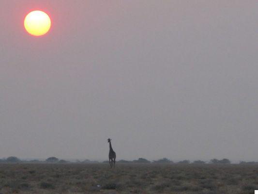Voyage en Namibie : 12 jours entre le désert du Namib et les safaris d'Etosha