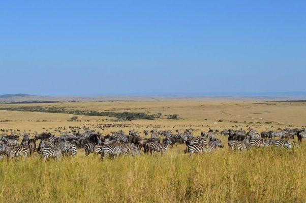 Experiencia de safari en Kenia