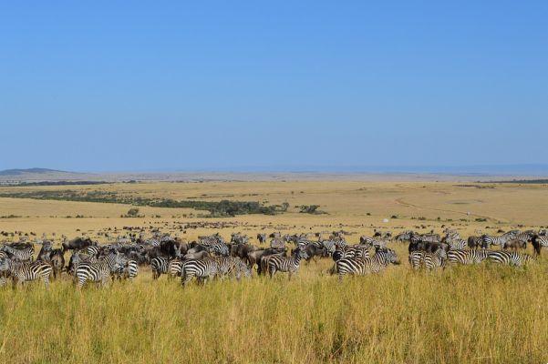 Expérience de safari au Kenya