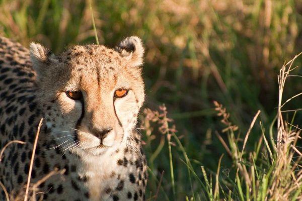 Experiencia de safari en Kenia