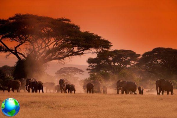 Un rêve appelé Kenya: safari et détente