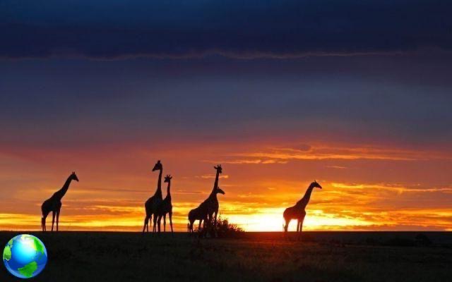 Un rêve appelé Kenya: safari et détente