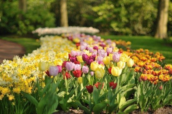 How to get to the Keukenhof Park in Amsterdam