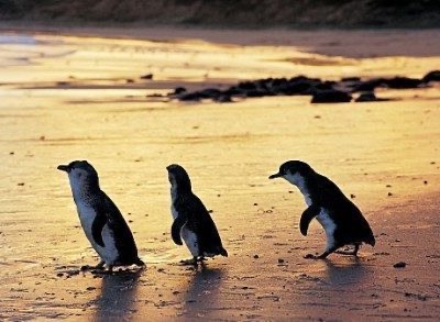 Australian nature: Phillip Island and the Penguin Parade