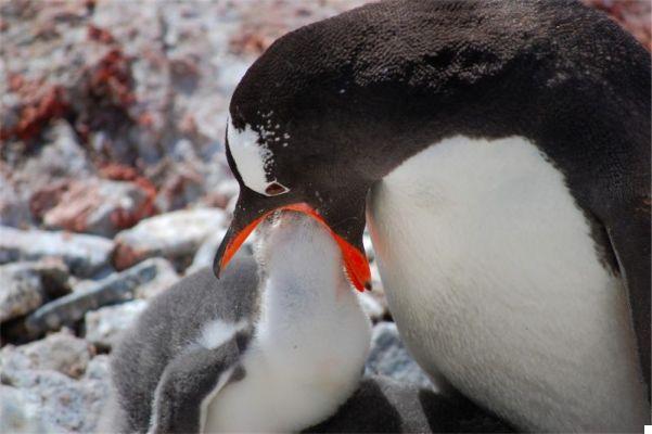 Un viaje a la Antártida: en un crucero al mítico Polo Sur