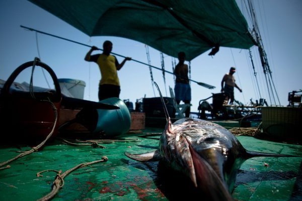 Messina, turismo pesquero y captura de pez espada