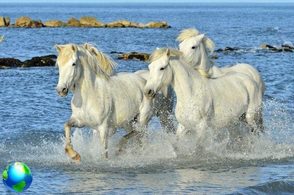 Camargue: the wild land in Provence