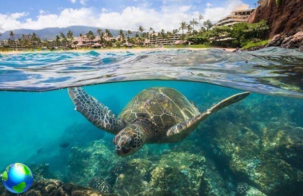 Las 5 cosas para ver en Maui en las islas hawaianas