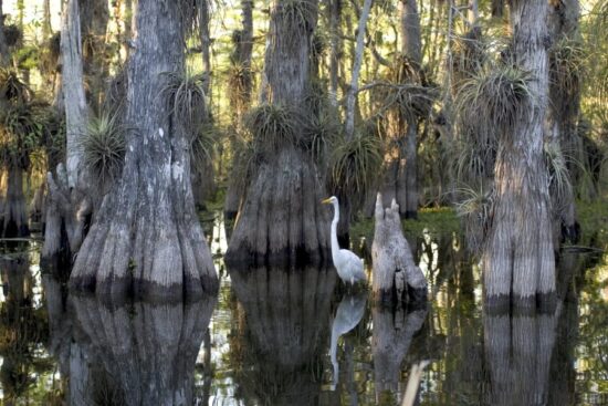 Como y cuando visitar el Parque Nacional Everglades en Florida