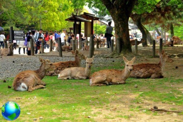 Nara, que ver más allá del ciervo