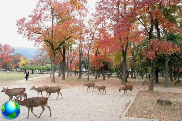 Nara, que ver más allá del ciervo