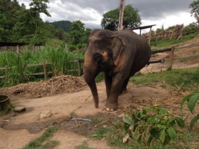 Elephant jungle sanctuary in Chiang Mai