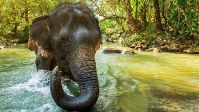 Santuário de elefante na selva em Chiang Mai