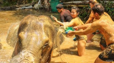 Santuário de elefante na selva em Chiang Mai