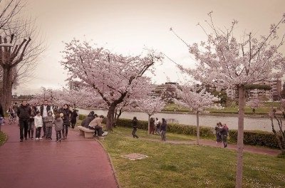 O florescimento da Sakura no lago Eur em Roma