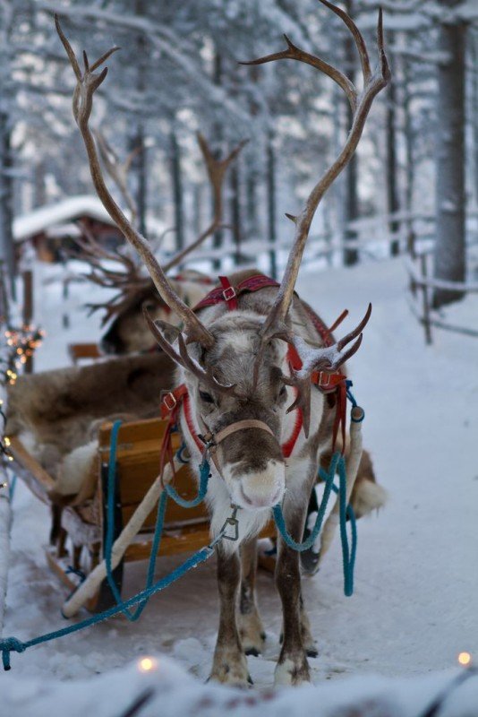 Visita la verdadera casa de Papá Noel en Laponia en Rovaniemi
