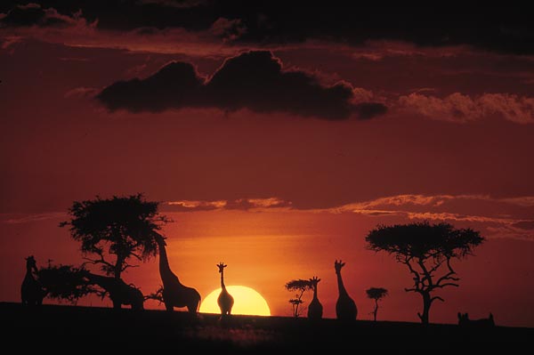 La guía de las bellezas de África en pocas palabras