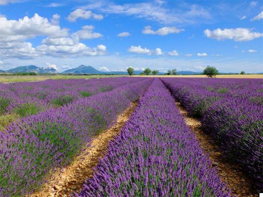 A week in Provence, Camargue and the French Riviera: all the places not to be missed