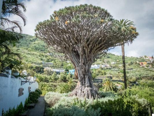 O que ver em Tenerife Sul: 10 lugares a não perder