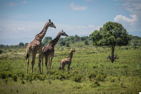 Viajar a Tanzania: todos los consejos sobre cómo organizarlo