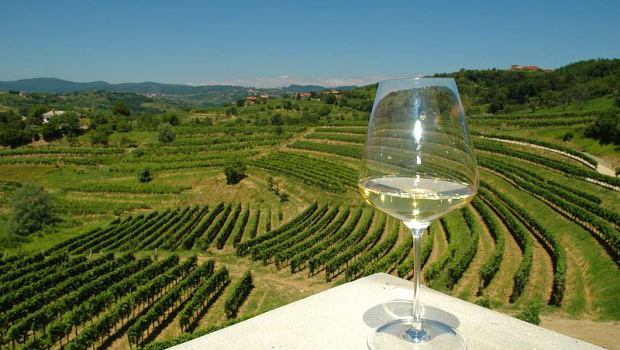 The best wines of Slovenia, tours in wineries