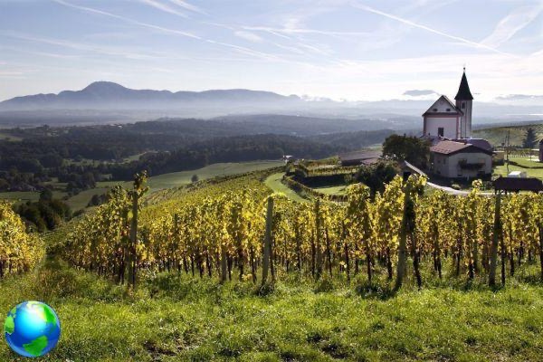 Os melhores vinhos da Eslovênia, passeios em vinícolas