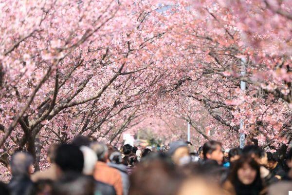 How to organize a trip to Japan