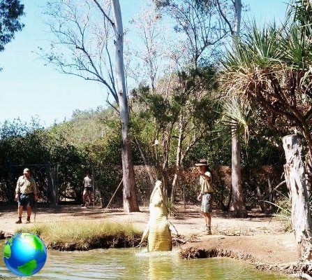 Koalas, canguros y más en el Santuario Billabong de Townsville