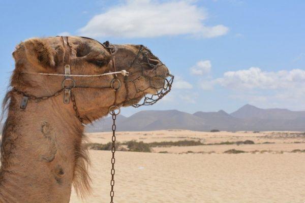Informations et conseils sur les vacances à Charm el-Cheikh